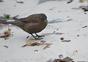 cobbs-wren Carcass Ali Marsh